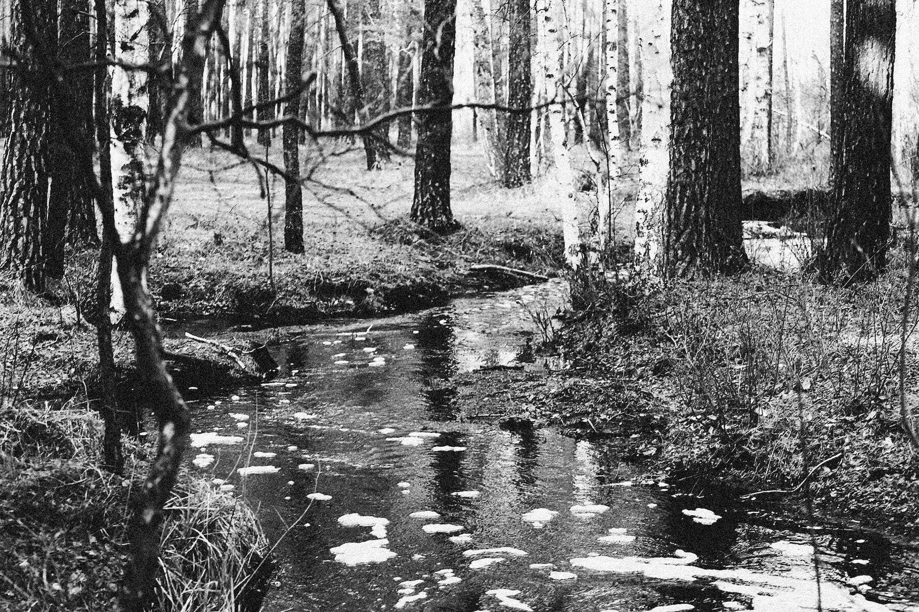 grayscale photo of river in between trees